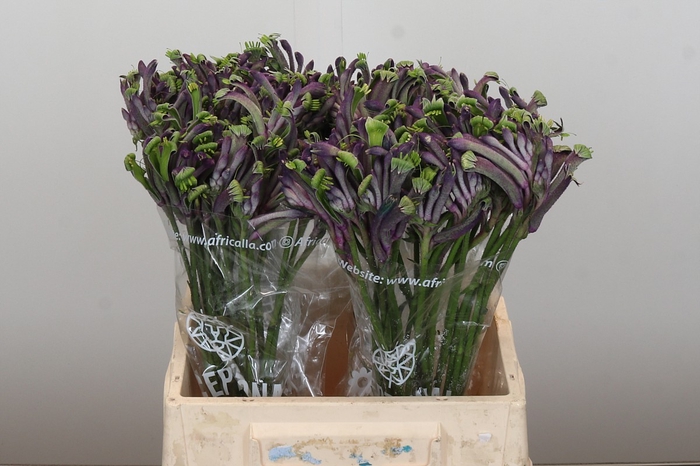 <h4>Anigozanthos Celebrations Carnivale</h4>