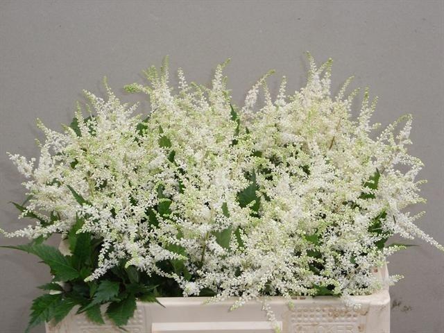 <h4>Astil Ja Washington</h4>