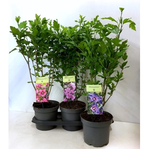 HIBISCUS SYRIACUS