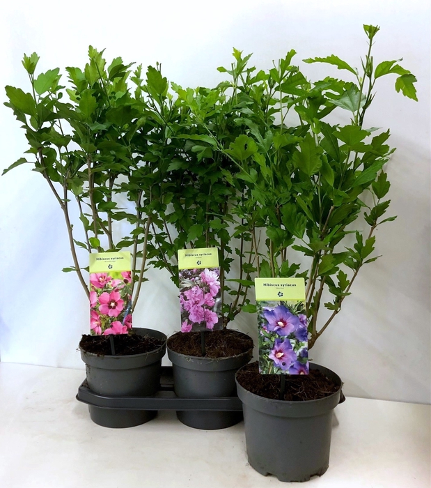 <h4>HIBISCUS SYRIACUS</h4>