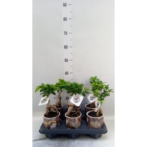 Ficus microcarpa 'Ginseng'
