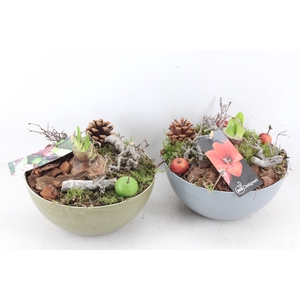 arr4 Amaryllis MB - Kunstst. schaal mix x5