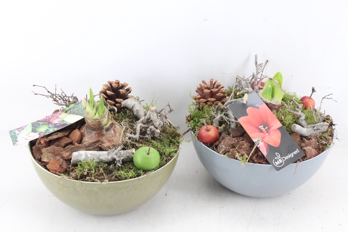 <h4>arr4 Amaryllis MB - Kunstst. schaal mix x5</h4>