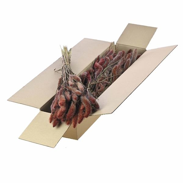 <h4>Setarea Sb Hazelnut Brown</h4>