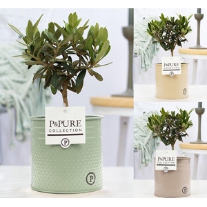 Olea Europaea in P&PURE zinc Louise 4 assorti
