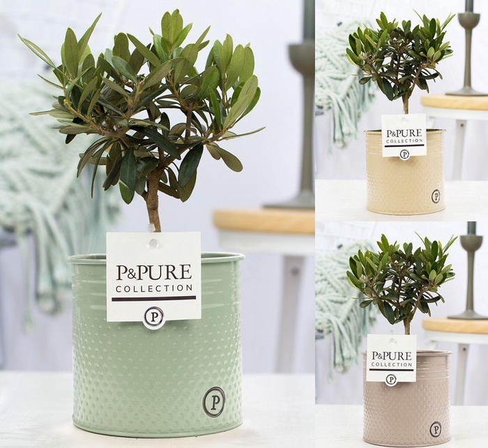 <h4>Olea Europaea in P&PURE zinc Louise 4 assorti</h4>