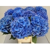 Hydrangea royal parade