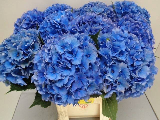 Hydrangea royal parade