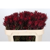 Leucadendron Blush Spray