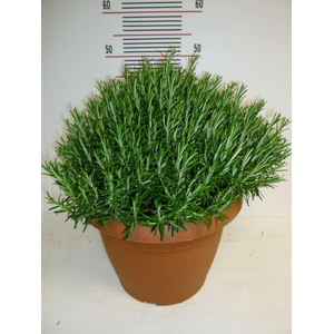 Rosmarinus offi.   ...