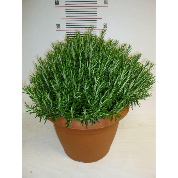 <h4>Rosmarinus offi.   ...</h4>