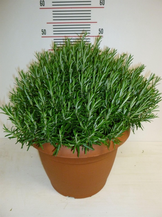 <h4>Rosmarinus offi.   ...</h4>