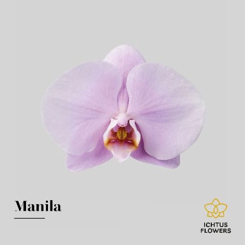 <h4>Phalaenopsis Manila</h4>