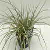 Carex 'Evergold'