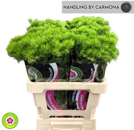 <h4>Di Barb Kiwi Mellow</h4>