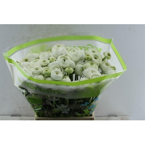 Fr Du Volante White
