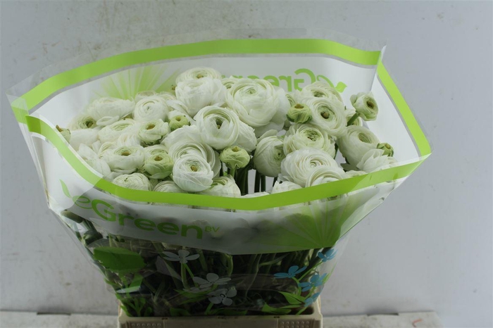 <h4>Fr Du Volante White</h4>