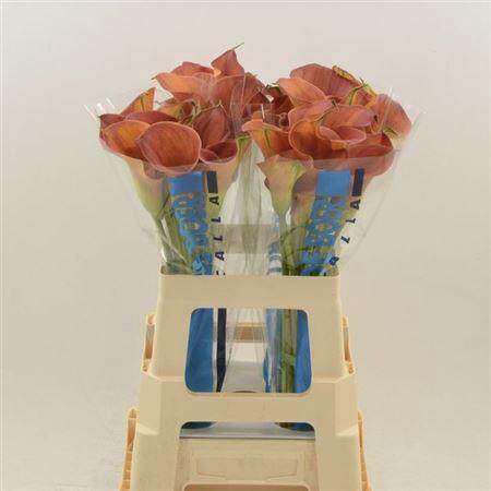 <h4>Zant Sunset Passion</h4>