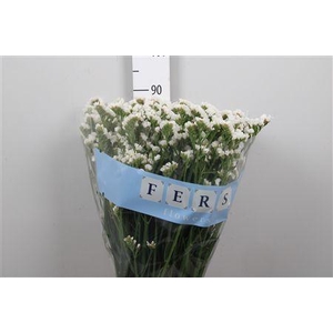 Lim S White Starl Wings