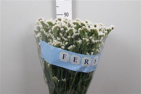 <h4>Lim S White Starl Wings</h4>