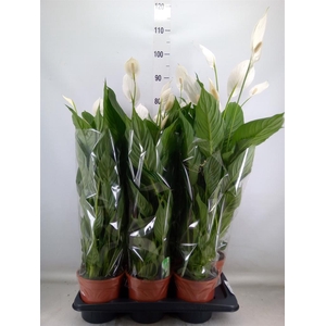 Spathiphyllum  'Verdi'