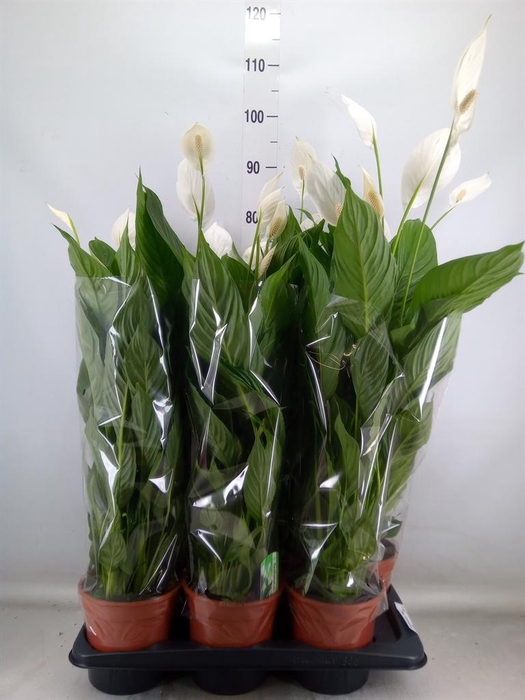 <h4>Spathiphyllum 'Verdi'</h4>