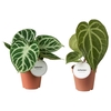 Anthurium blad