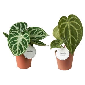 Anthurium blad