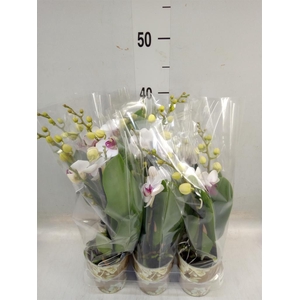 Phalaenopsis multi. 'FC Safe Haven'