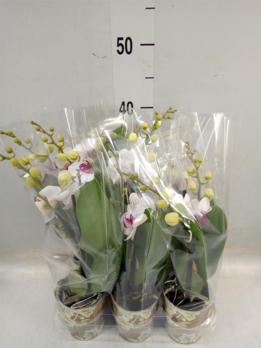 <h4>Phalaenopsis multi. 'FC Safe Haven'</h4>