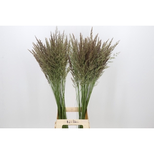 Calamagrostis Brachytricha