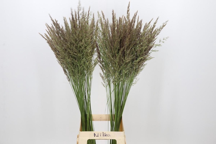 <h4>Calamagrostis Brachytricha</h4>