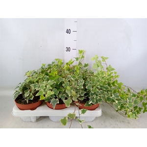 Hedera helix 'White Wonder'