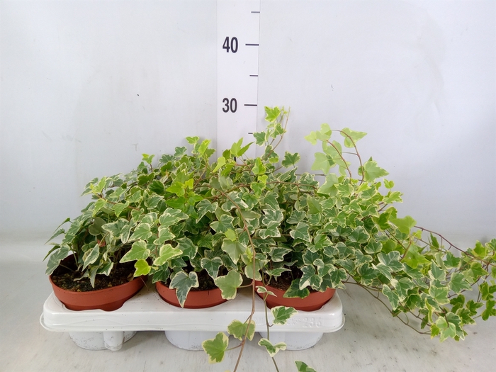 <h4>Hedera helix 'White Wonder'</h4>