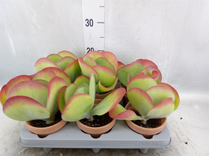 <h4>Kalanchoe NF thyrsiflora</h4>