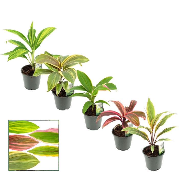 <h4>Cordyline special mix 12 cm (Scenza)</h4>
