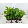 Coffea arabica