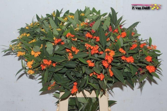 <h4>EUPH F T GEM</h4>