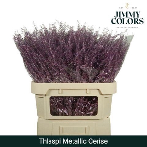 Thlaspi Gekleurd Mtlc. Cerise