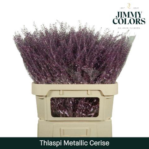 <h4>Thlaspi Gekleurd Mtlc. Cerise</h4>