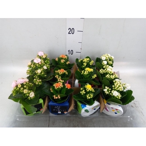 Arr.    Planten  L%