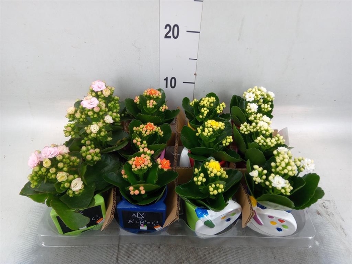 <h4>Arr.    Planten  L%</h4>