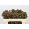Kaaps Groen Jubilee Crown Spray
