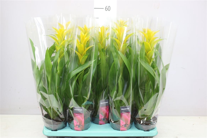 <h4>Guzmania Hilda</h4>