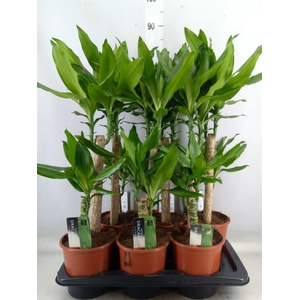 Dracaena frag. 'Steudneri'