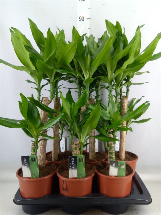 <h4>Dracaena frag. 'Steudneri'</h4>