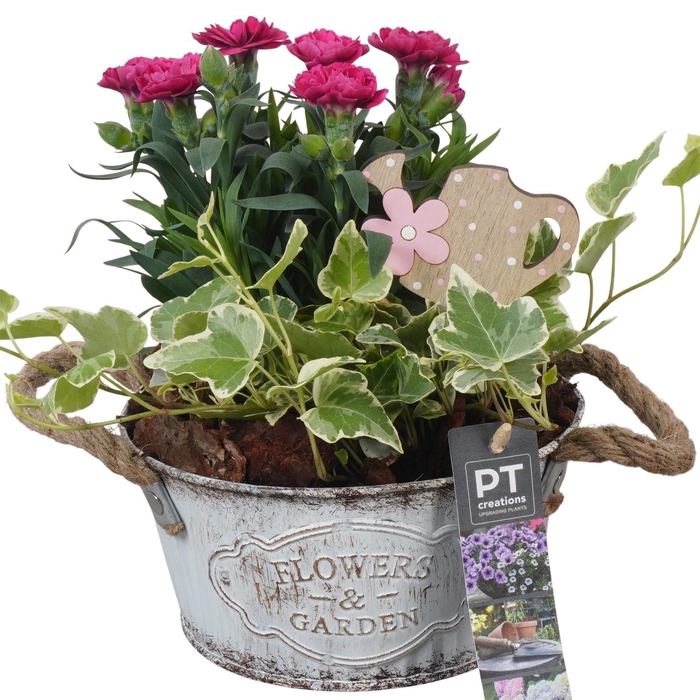 <h4>PTPP6879 Arrangement Patio in metalen schaal</h4>