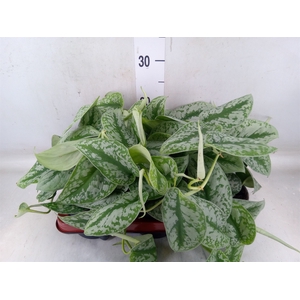Scindapsus pictus 'Trebie'