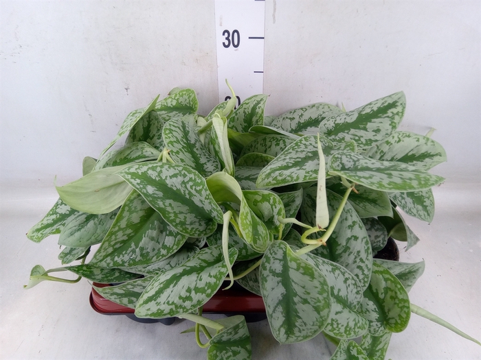 <h4>Scindapsus pictus 'Trebie'</h4>