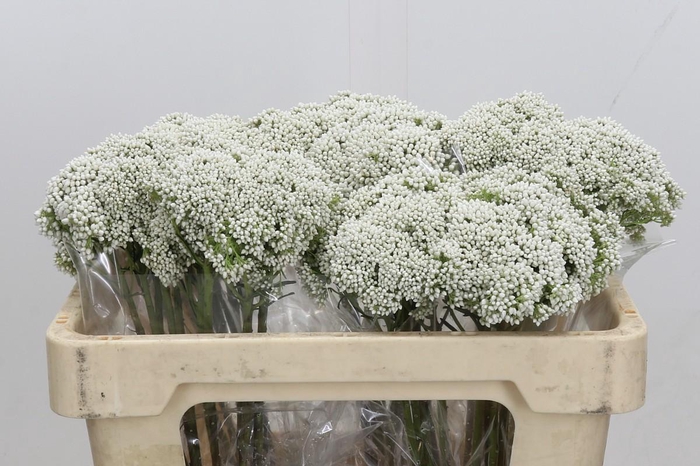 <h4>Ozothamnus Booming White</h4>